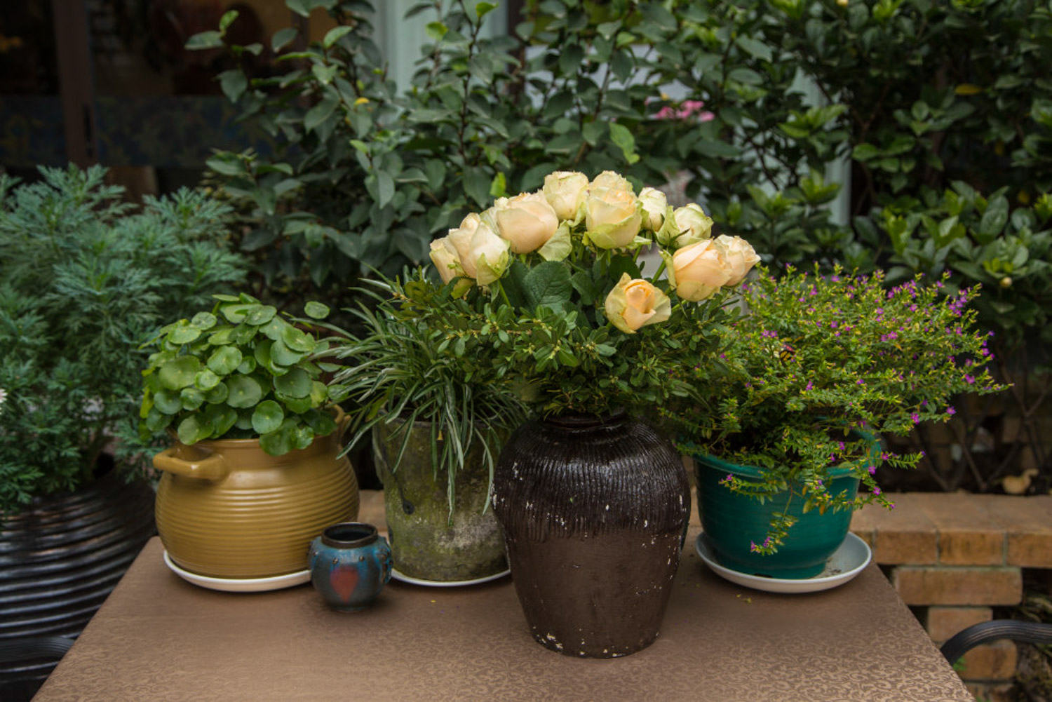 3棵花绑一起，1年合成大老桩，开花直冲房顶！