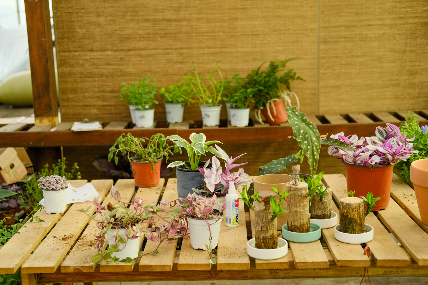 5块钱的花，每月坚持砍一刀，养成万元老桩！