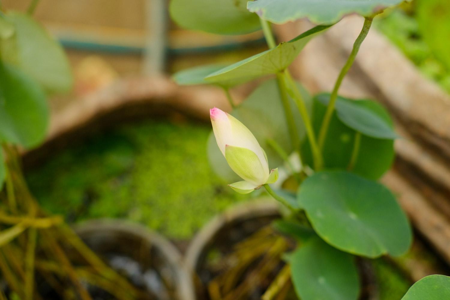 大爷家荷花种在花盆里，1次开花20朵，比巴掌还大！