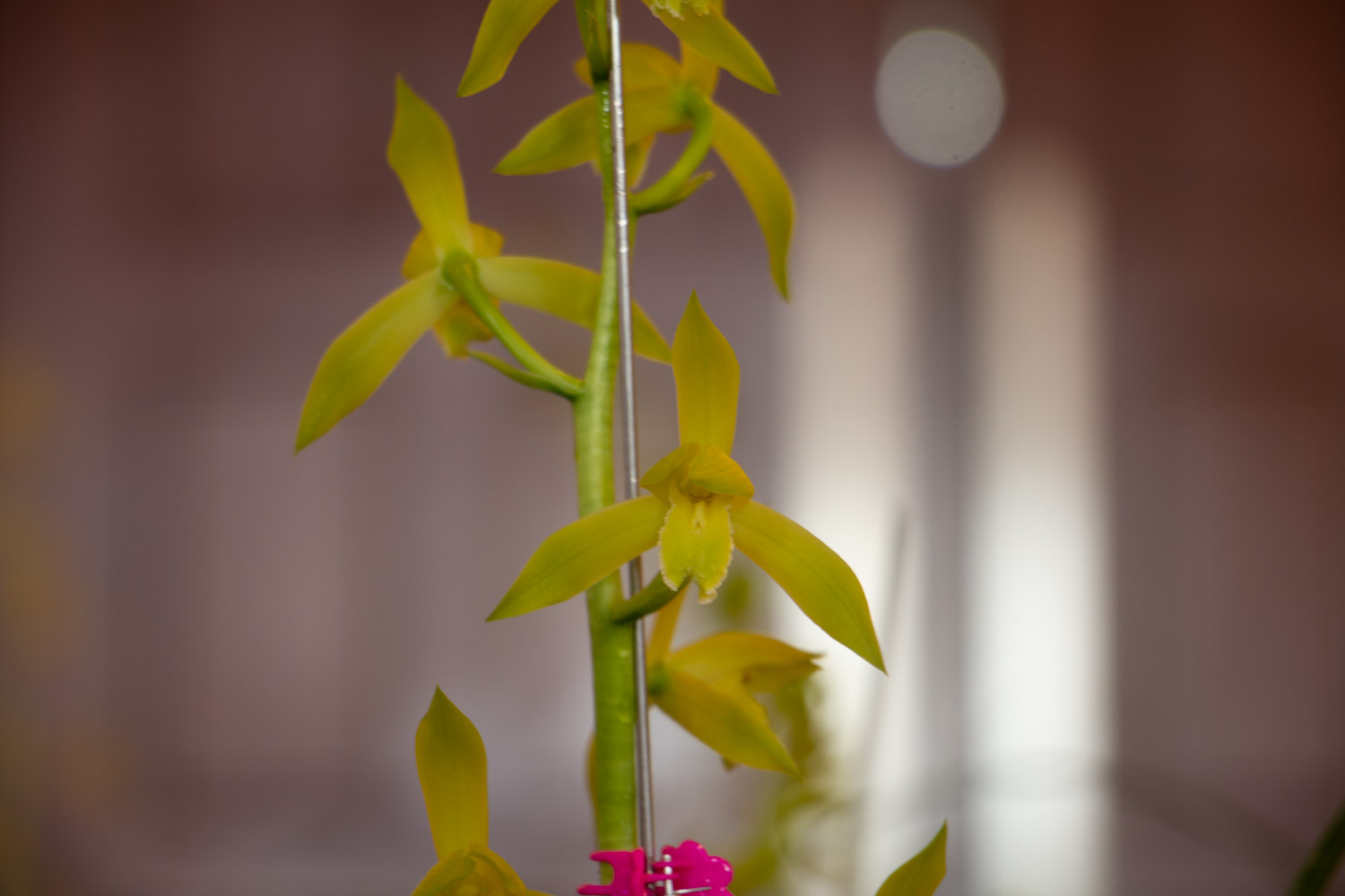 天冷开花的兰花，一共有6种，有香味、特好看！