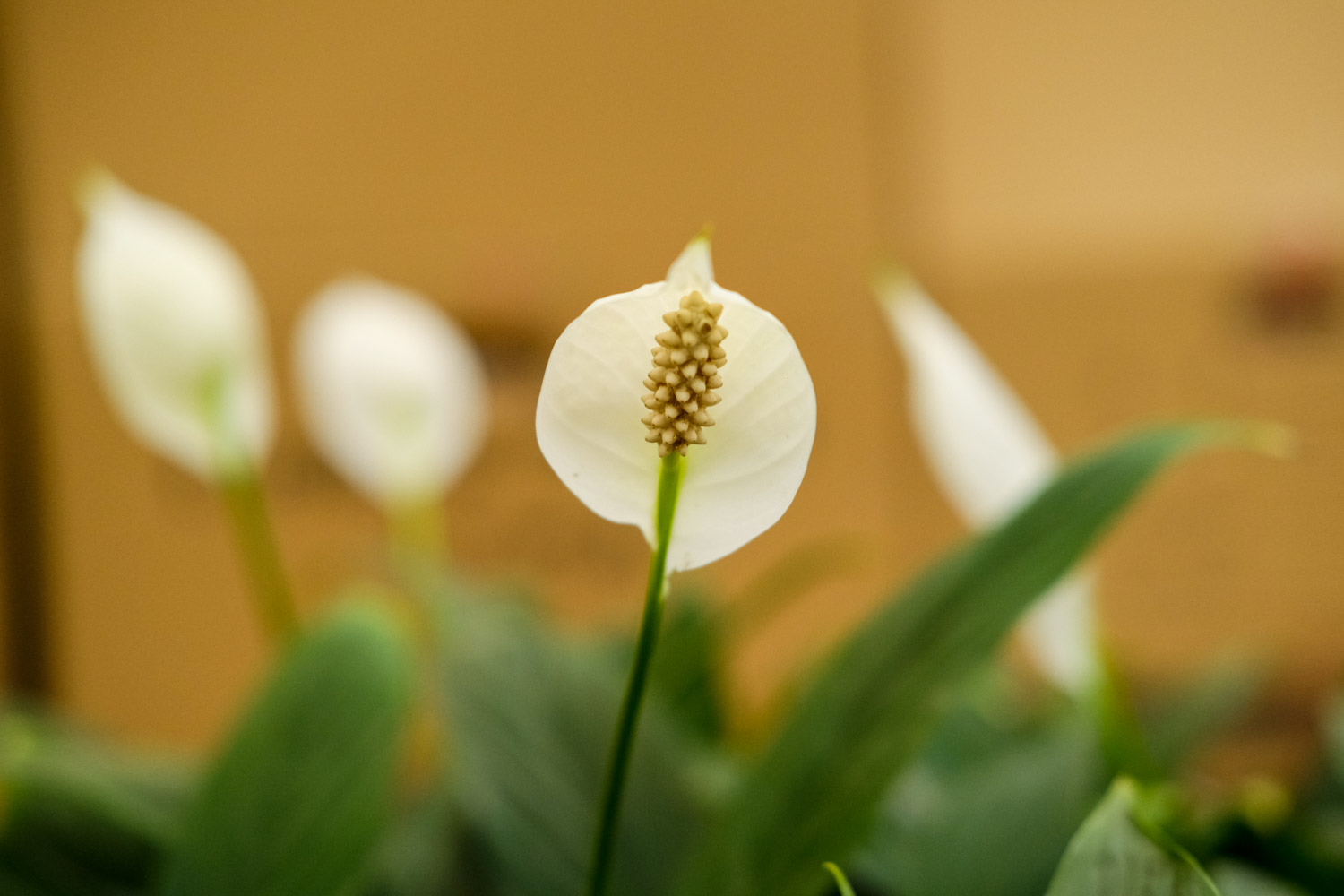 白掌开花后怎样处理，开花后怎么养