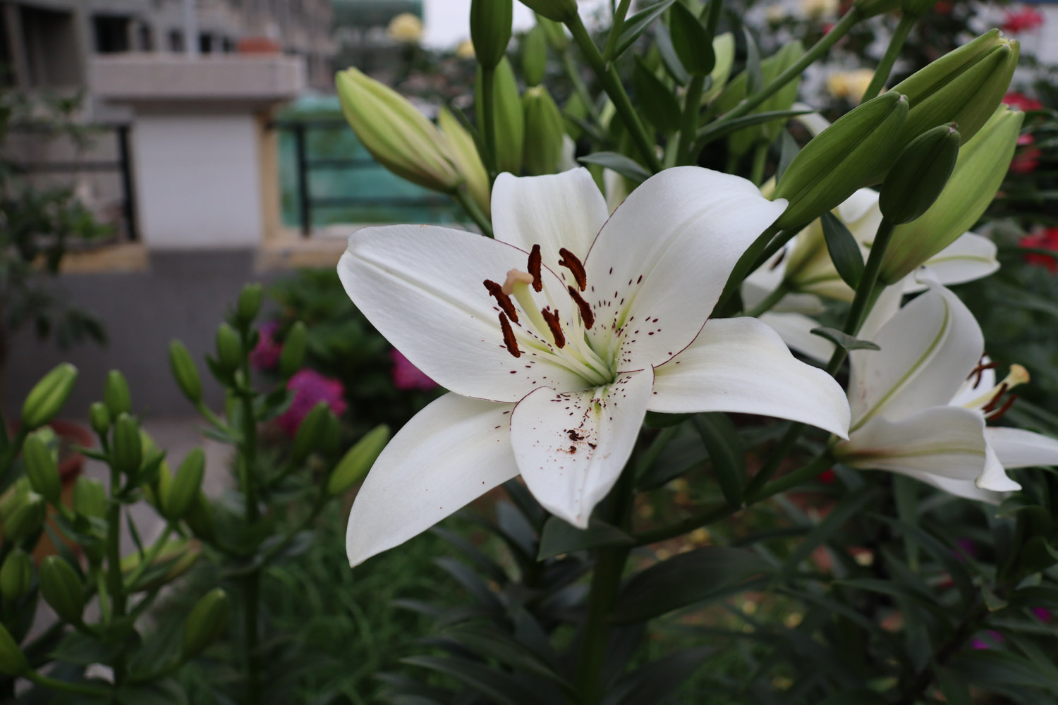 百合花怎么养？技巧掌握好，花苞呼呼冒！