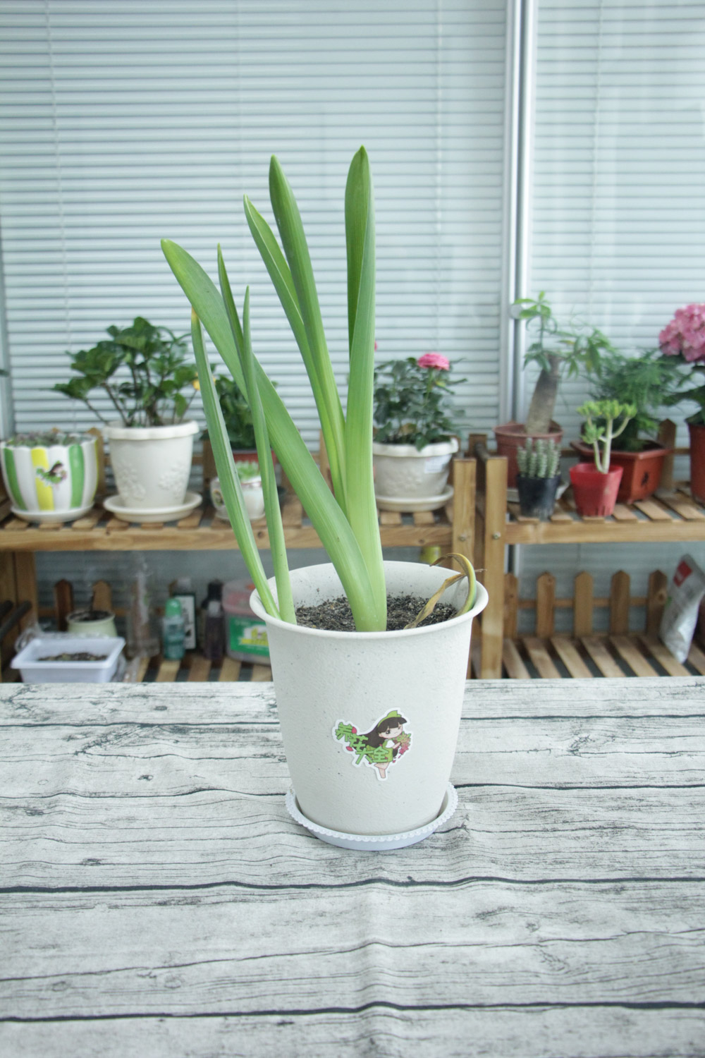 风信子花败后怎么处理，花后怎么养护