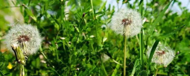 蒲公英种植亩收入，附种植方法